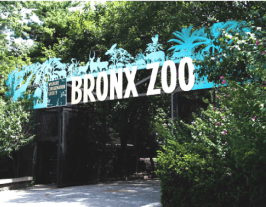 Bronx events